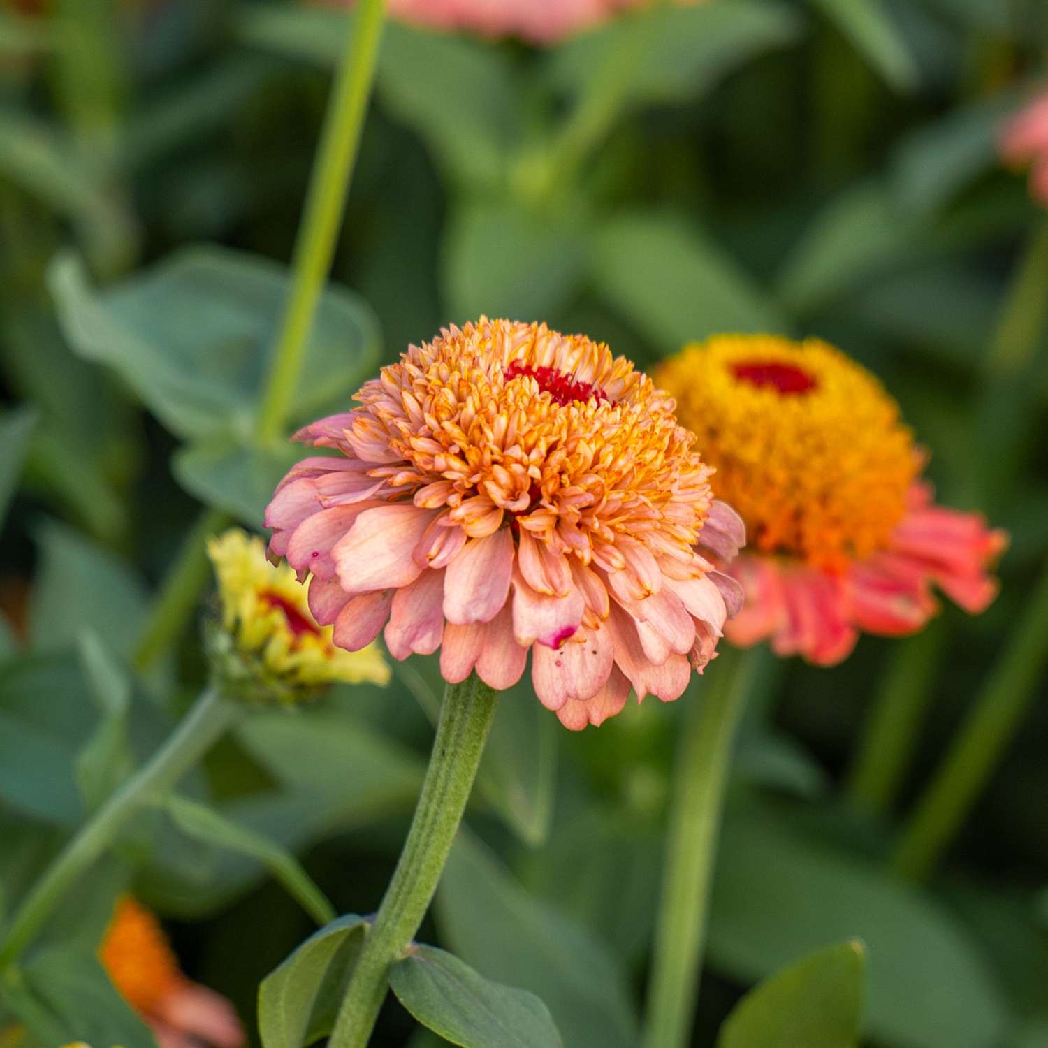 Zinnia 'Zinderella Peach' (graines)